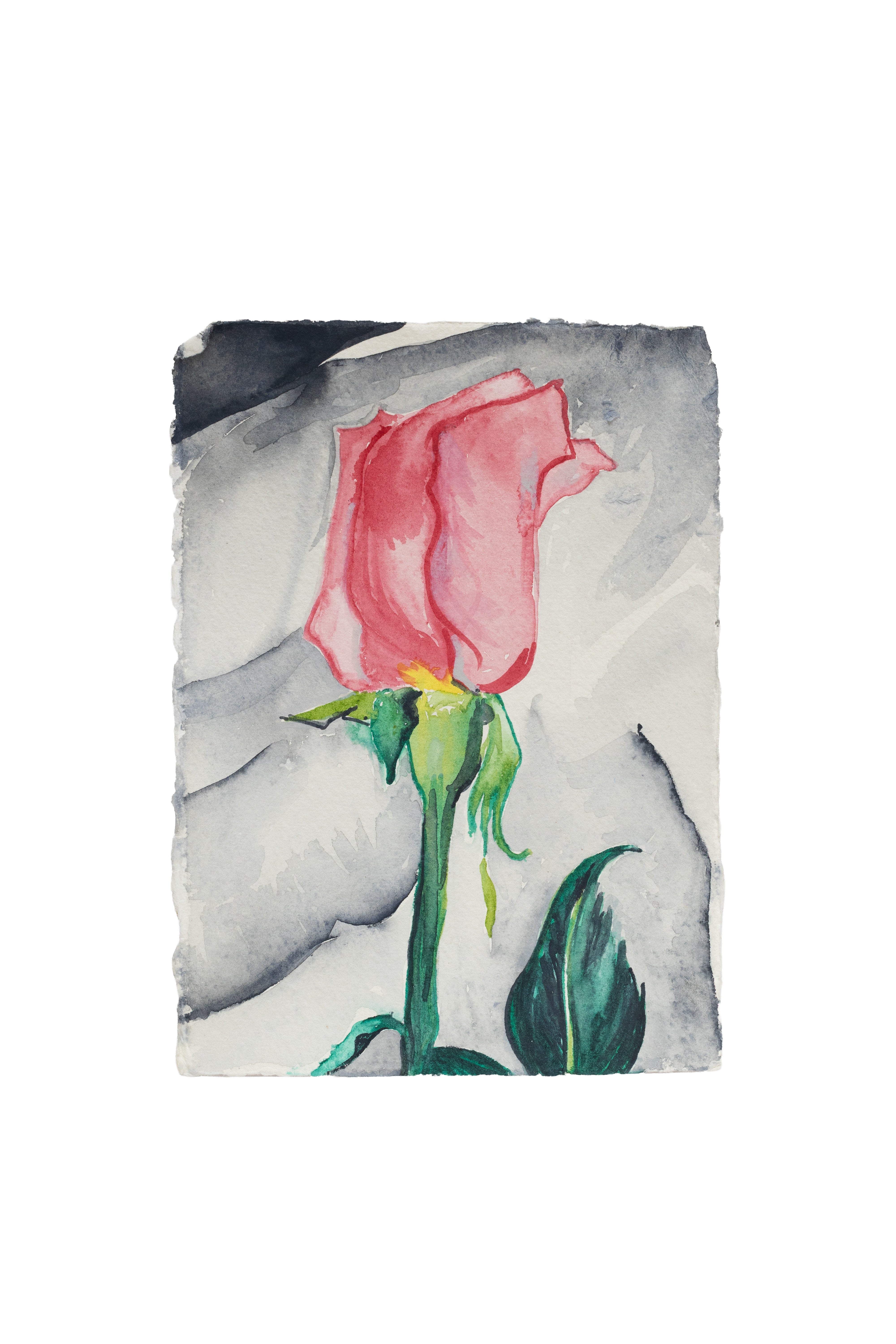 PINK ROSE 1928